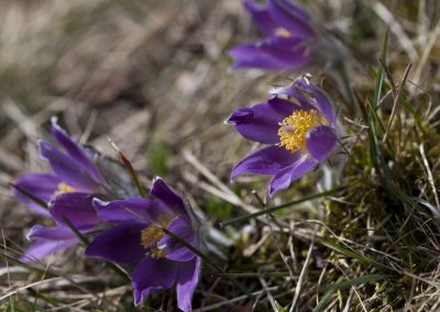 pasqueflower